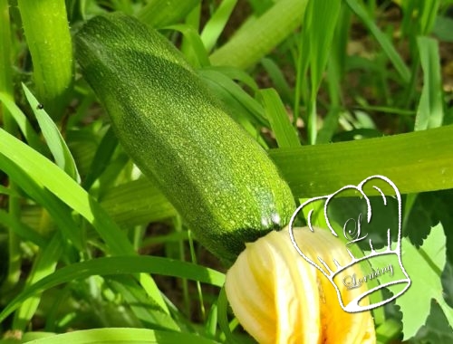 Tout savoir sur la courgette