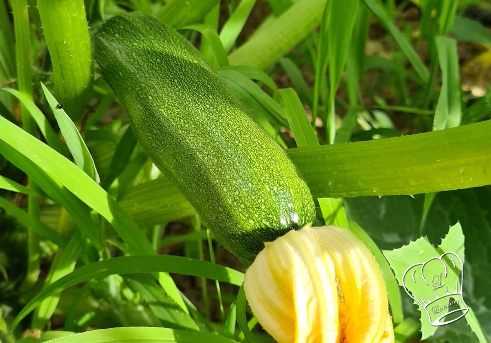 Tout savoir sur la courgette