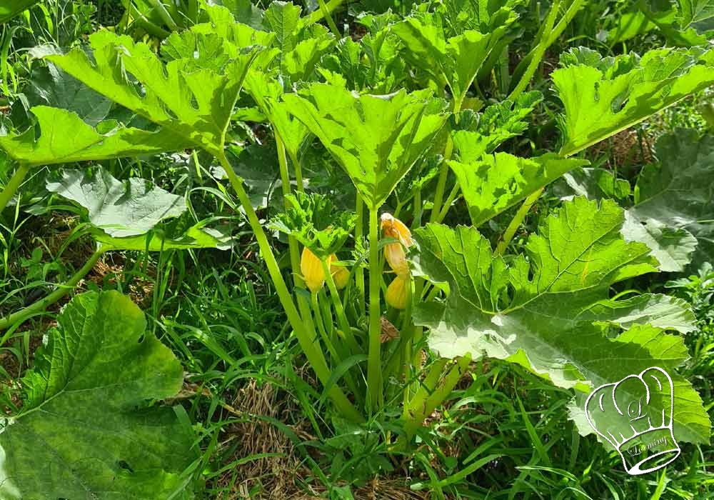 Caracteristiques de la courgette