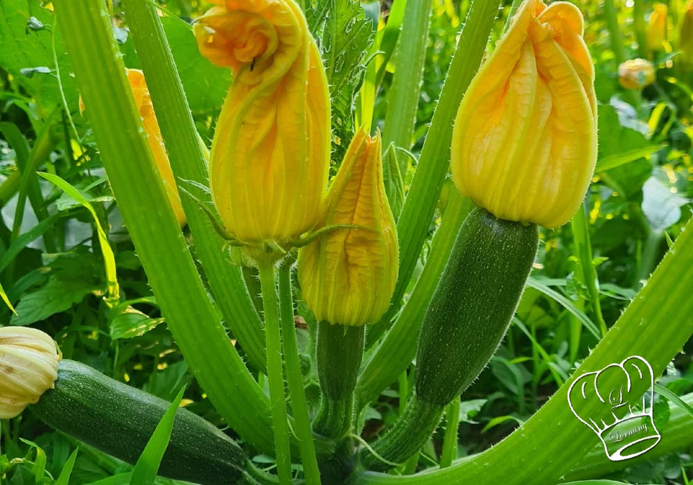 Quelle est lhistoire de la courgette