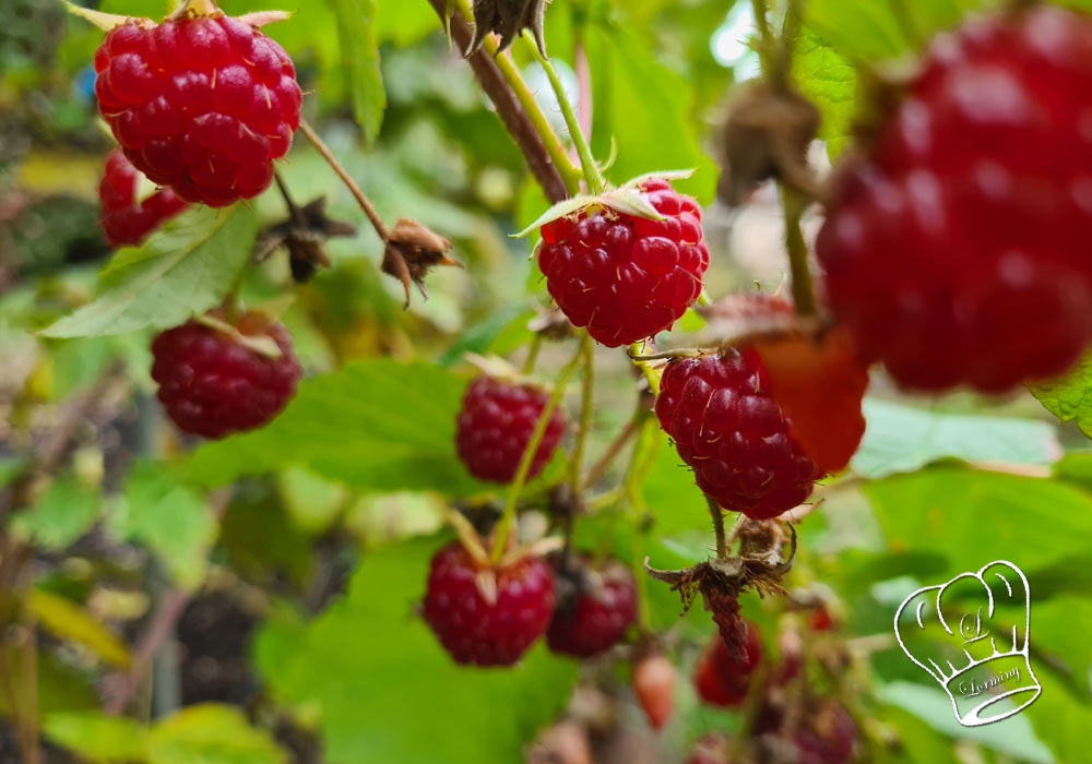 Framboises madeleines aux framboises