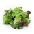 Mesclun